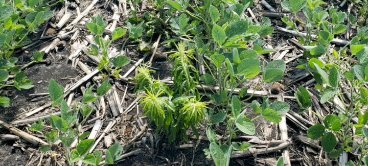 Part 3: Management Strategies for Difficult-to-Control Weeds (Driver Weeds) in Soybeans