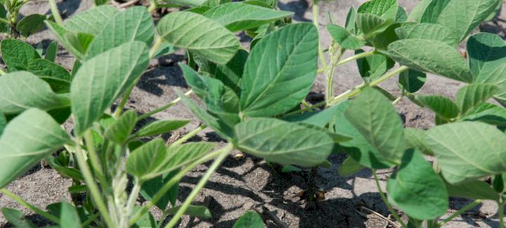 Part 1: Common Corn and Soybean Diseases