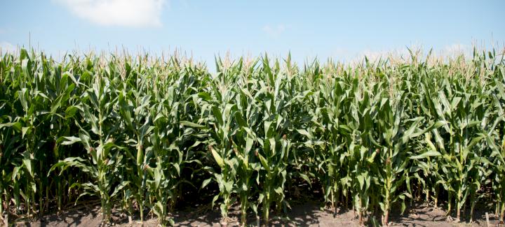 Don’t let common corn diseases affect your yield game