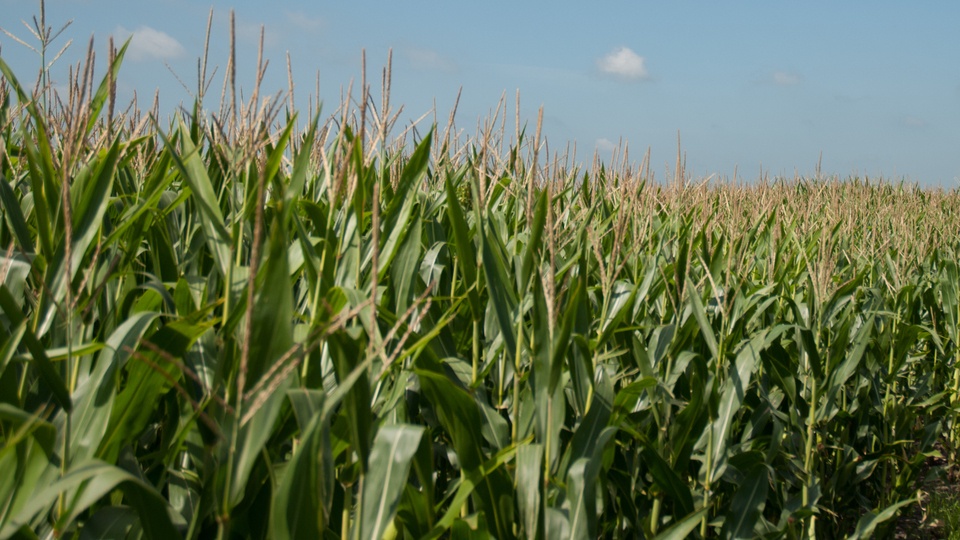 Stine® Corn Elite Yield Trials