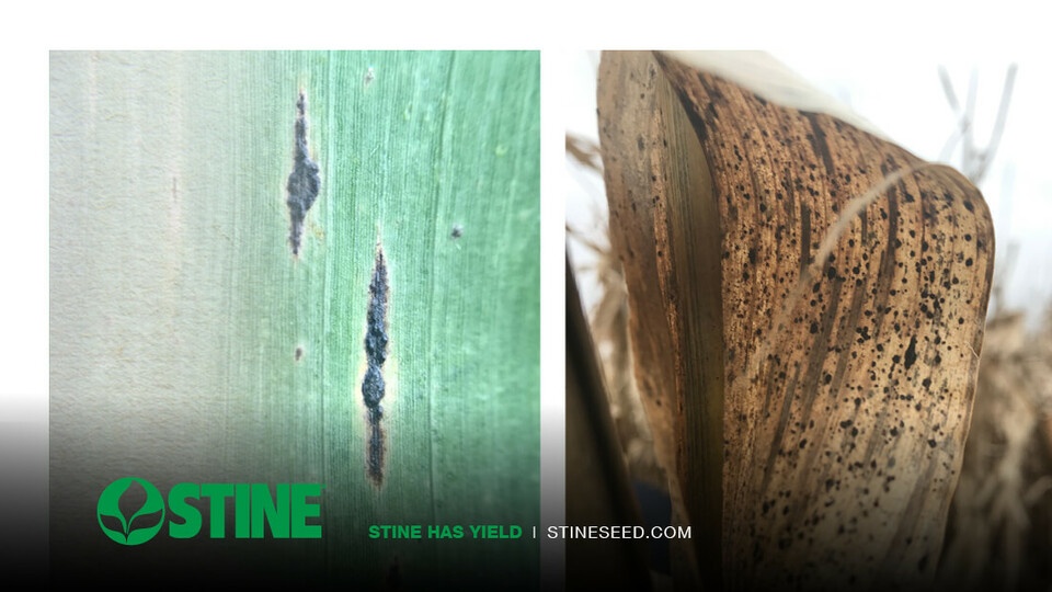 Frequently Asked Questions: Tar Spot