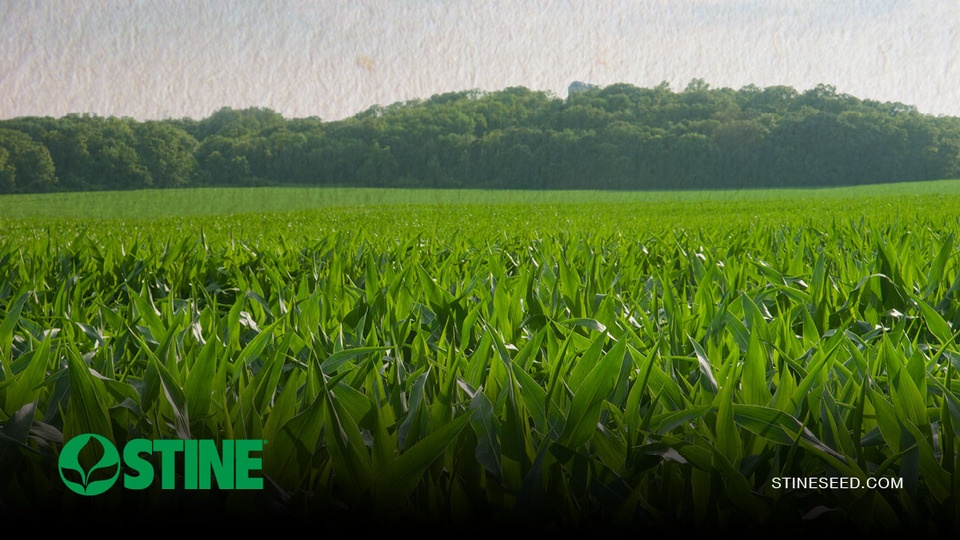 Standing out by being shorter: The benefits of short-stature corn