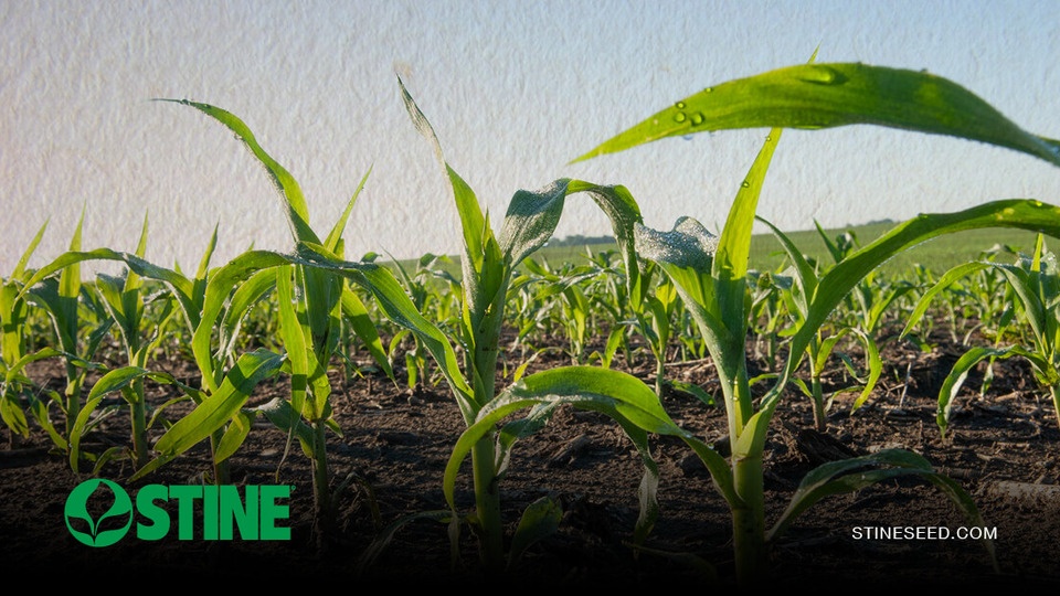 The Stine® difference: The value of Stine’s seed corn production process
