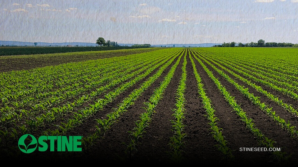 Nutrient strategies to push yield this season