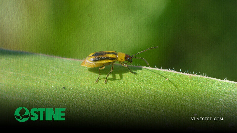 Rootworm watch: Time to scout for subsurface threats