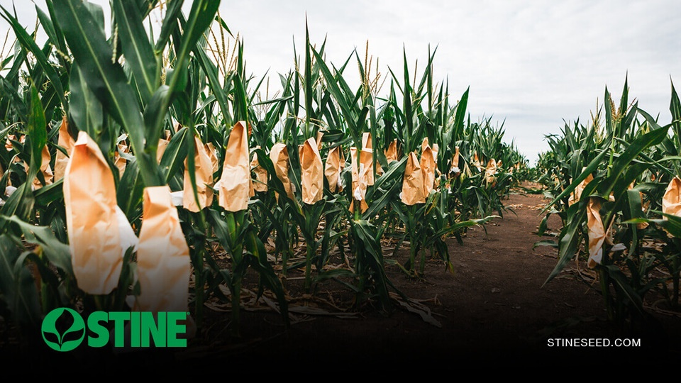 From nursery row to seed bag: How Stine® builds a better corn hybrid