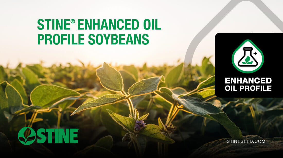 Understanding Stine’s enhanced oil profile soybeans