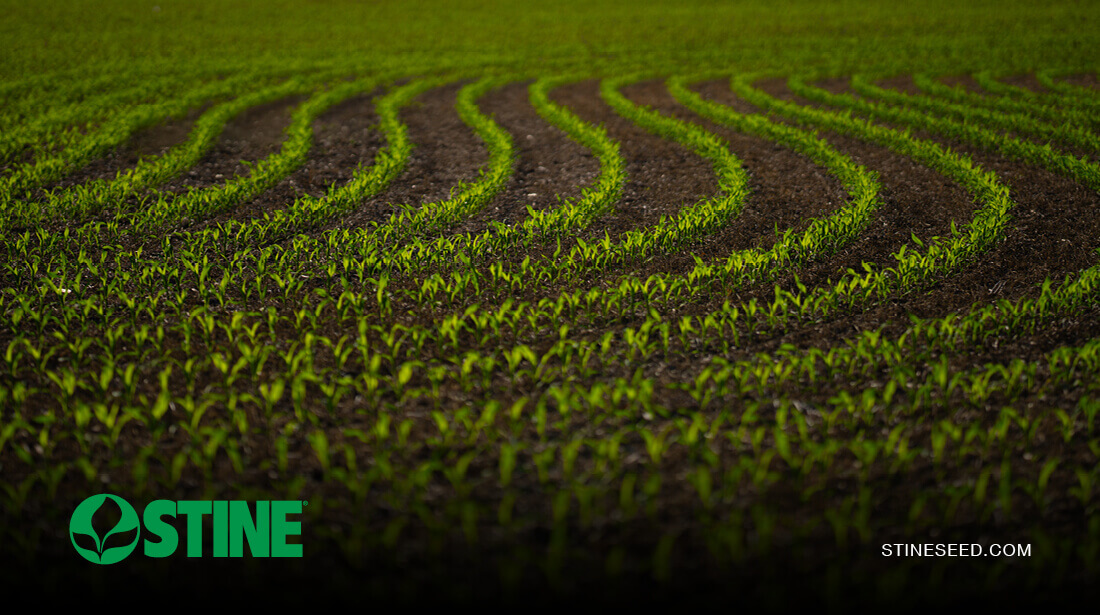 Stine® agronomists urge growers to prioritize stand establishment