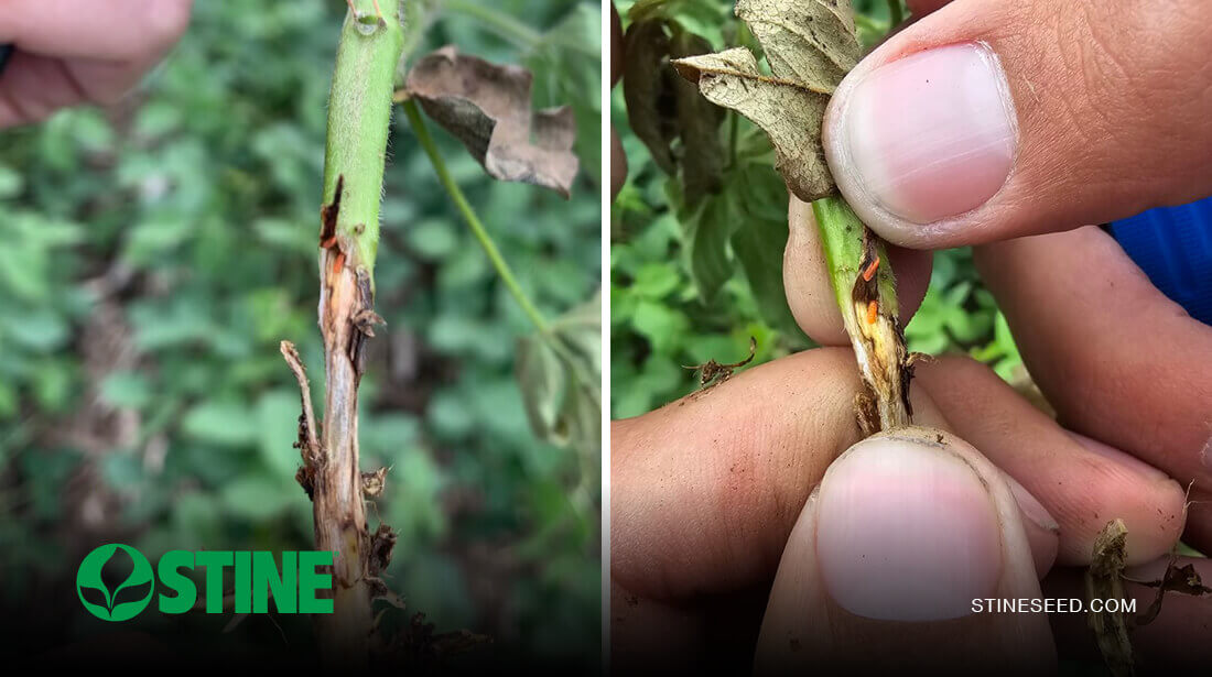 Stine® agronomy expands research efforts to address soybean gall midge