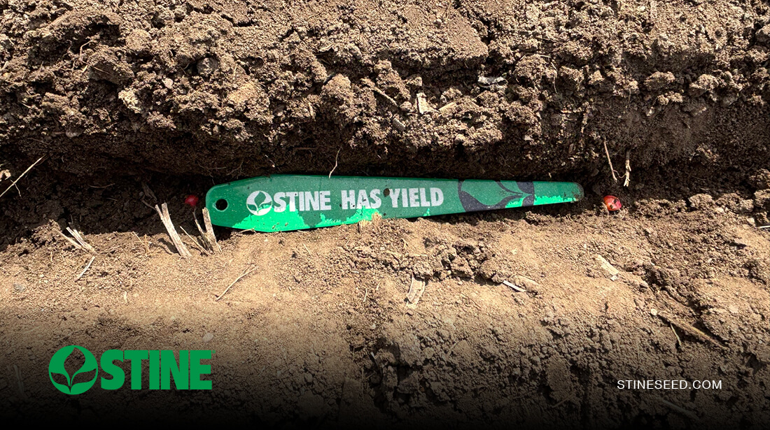 Stine® agronomy insights: Early-season crop progress update — continued