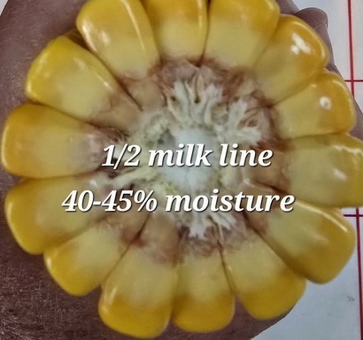 Crop watch: Late-season issues to catch before you combine