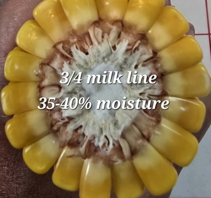 Crop watch: Late-season issues to catch before you combine