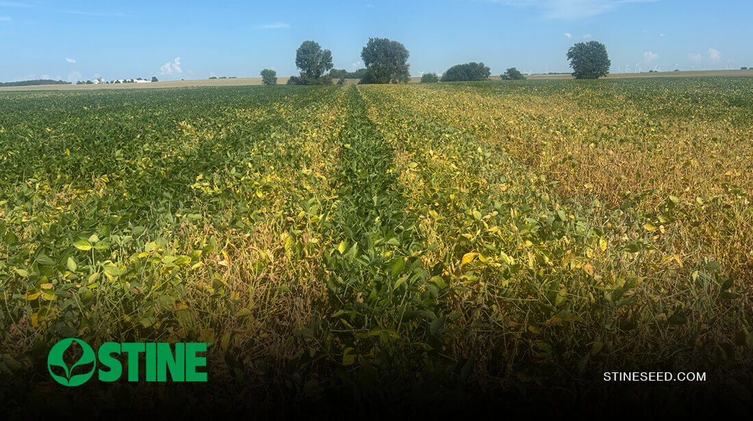Stine® soybeans + Victrato®: A new line of defense for red crown rot
