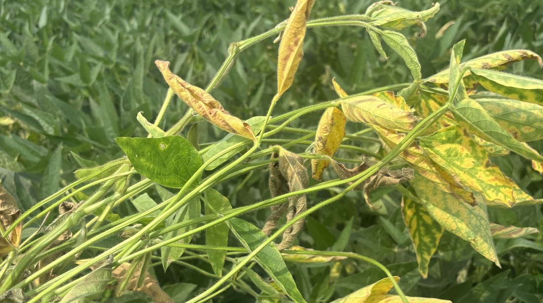 Leaf damage and necrosis caused by RCR